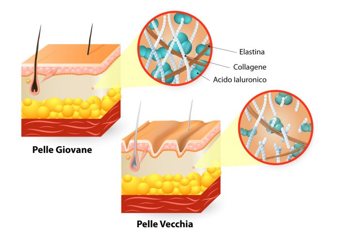 elastina che cose e come agisce questa proteina della pelle