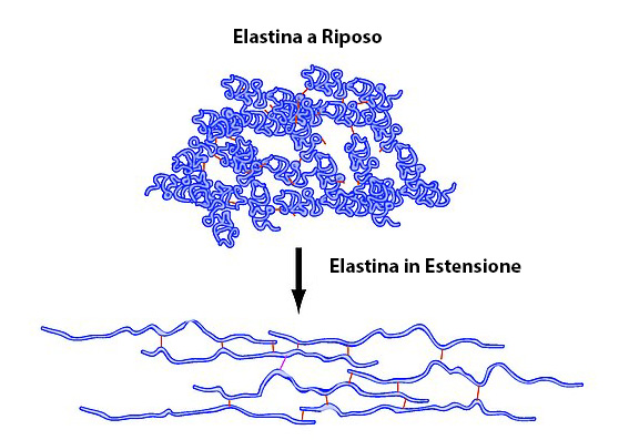 struttura elastina