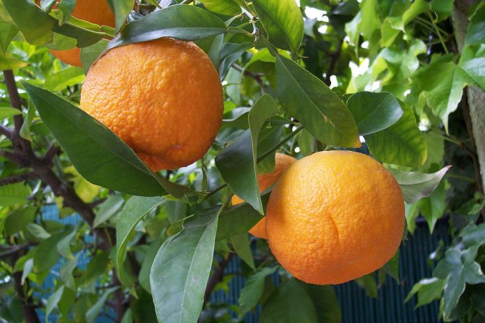 Arancio amaro: proprietà, benefici, utilizzi e controindicazioni