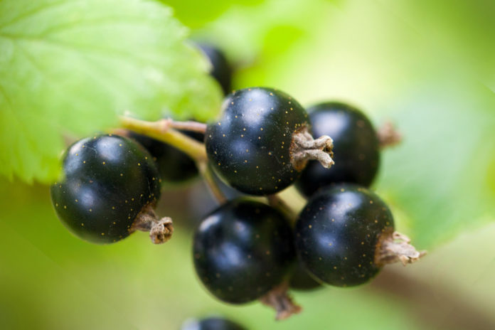 Ribes Nero: proprietà, benefici, valori nutrizionali e utilizzi in cucina