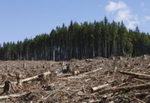 Olio di Palma: continua la deforestazione