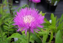 Centaurea: che cos'è, proprietà, benefici, utilizzi e controindicazioni