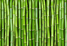 Bambù: che cos'è, proprietà e a cosa serve