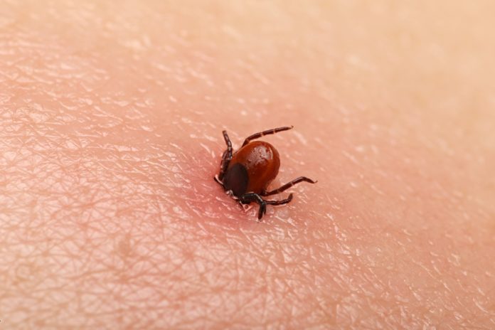 Malattia di Lyme: che cos'è, cause, sintomi e possibili cure