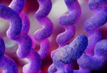 Campylobacter: che cos'è, cause, sintomi, diagnosi e possibili cure