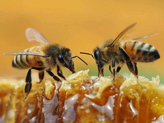 Il veleno delle api da miele è in grado di uccidere rapidamente le cellule di cancro al seno: lo studio